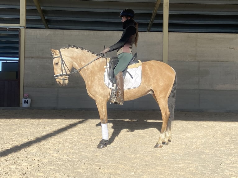 Lusitanos Mestizo Caballo castrado 5 años 144 cm Bayo in Aldealengua