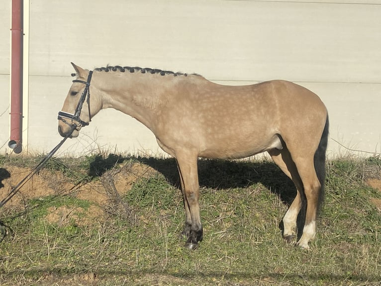 Lusitanos Mestizo Caballo castrado 5 años 144 cm Bayo in Aldealengua