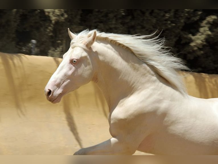 Lusitanos Mestizo Caballo castrado 5 años 150 cm Perlino in Mijas