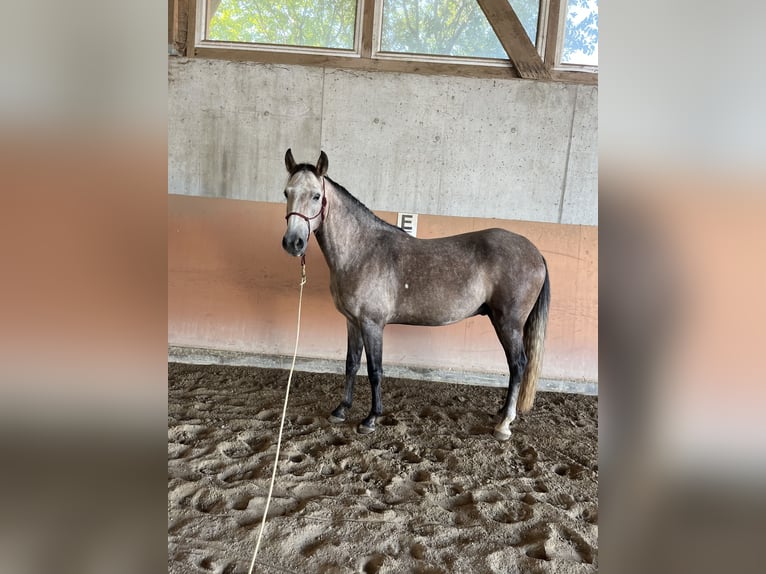 Lusitanos Caballo castrado 5 años 150 cm Tordo in Braunau
