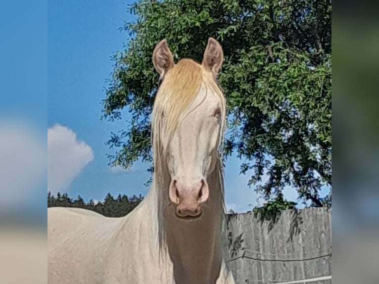 Lusitanos Caballo castrado 5 años 152 cm Perlino in Bayerbach