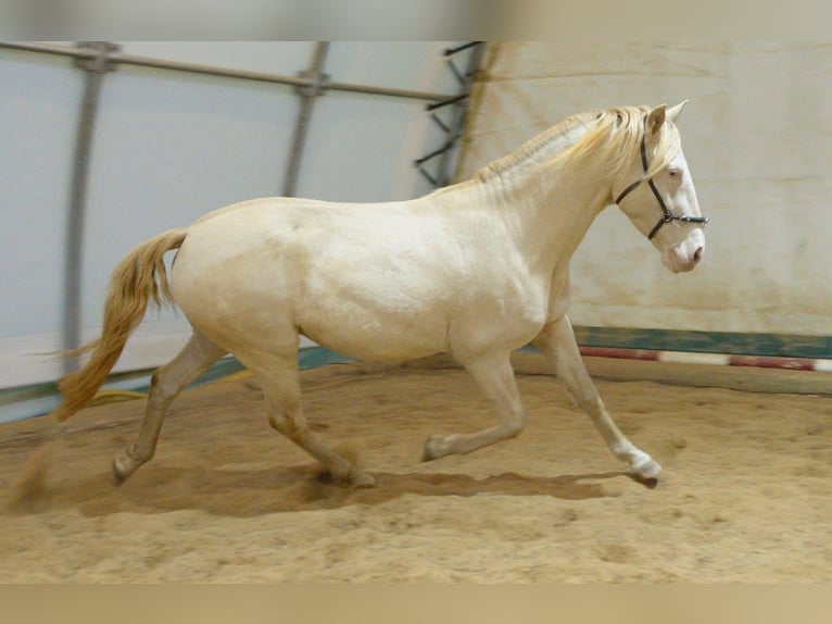 Lusitanos Caballo castrado 5 años 152 cm Perlino in Bayerbach