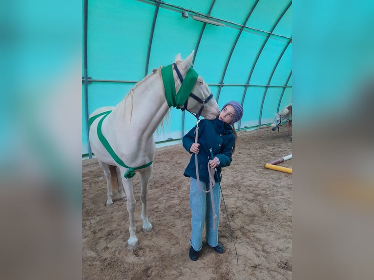 Lusitanos Caballo castrado 5 años 152 cm Perlino in Bayerbach