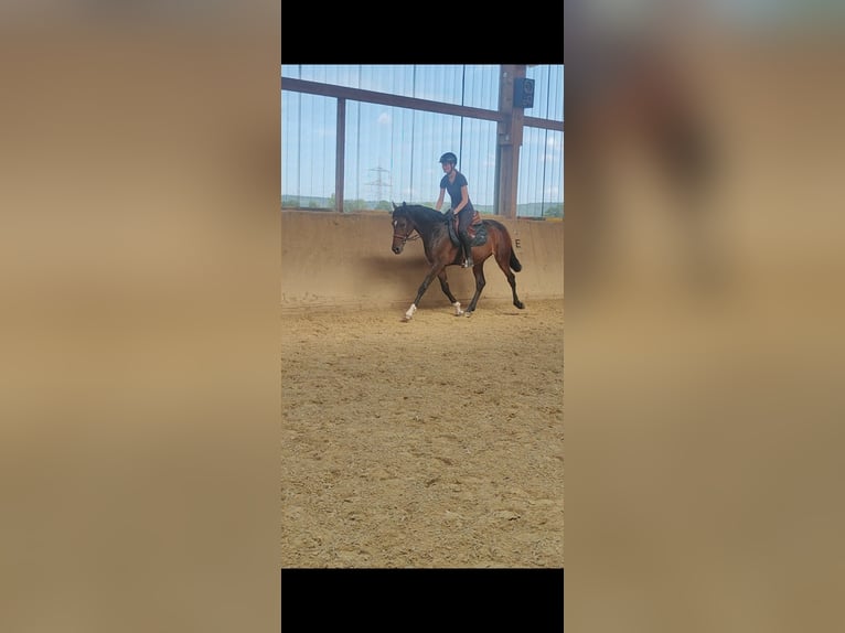 Lusitanos Mestizo Caballo castrado 5 años 154 cm Castaño oscuro in Dalheim Lusitanos Mestizo Caballo castrado 5 años 154 cm Castaño oscuro in Dalheim