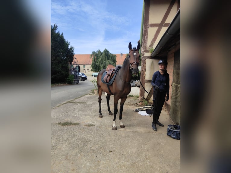 Lusitanos Mestizo Caballo castrado 5 años 154 cm Castaño oscuro in Dalheim Lusitanos Mestizo Caballo castrado 5 años 154 cm Castaño oscuro in Dalheim