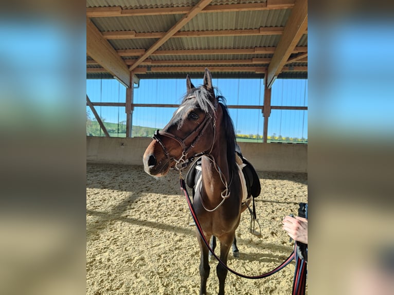 Lusitanos Mestizo Caballo castrado 5 años 154 cm Castaño oscuro in Dalheim Lusitanos Mestizo Caballo castrado 5 años 154 cm Castaño oscuro in Dalheim