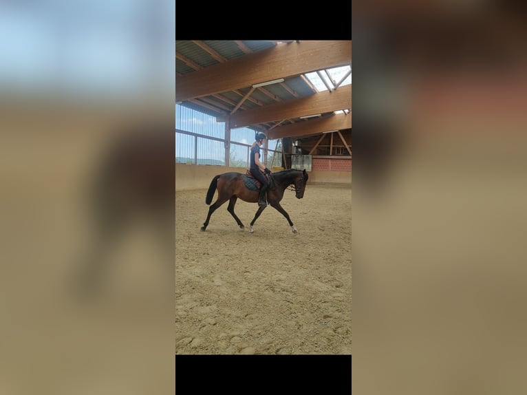 Lusitanos Mestizo Caballo castrado 5 años 154 cm Castaño oscuro in Dalheim Lusitanos Mestizo Caballo castrado 5 años 154 cm Castaño oscuro in Dalheim