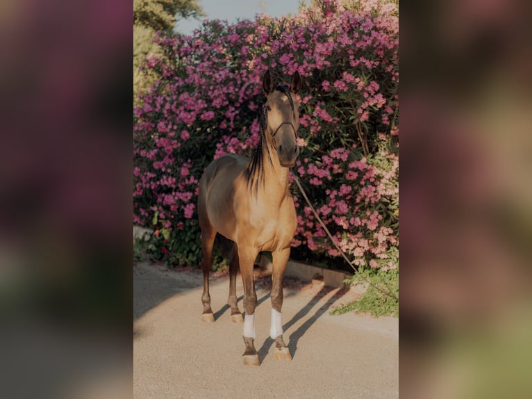 Lusitanos Caballo castrado 5 años 155 cm Bayo in Vila Viçosa