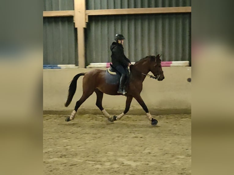 Lusitanos Caballo castrado 5 años 155 cm Castaño in Waldeck