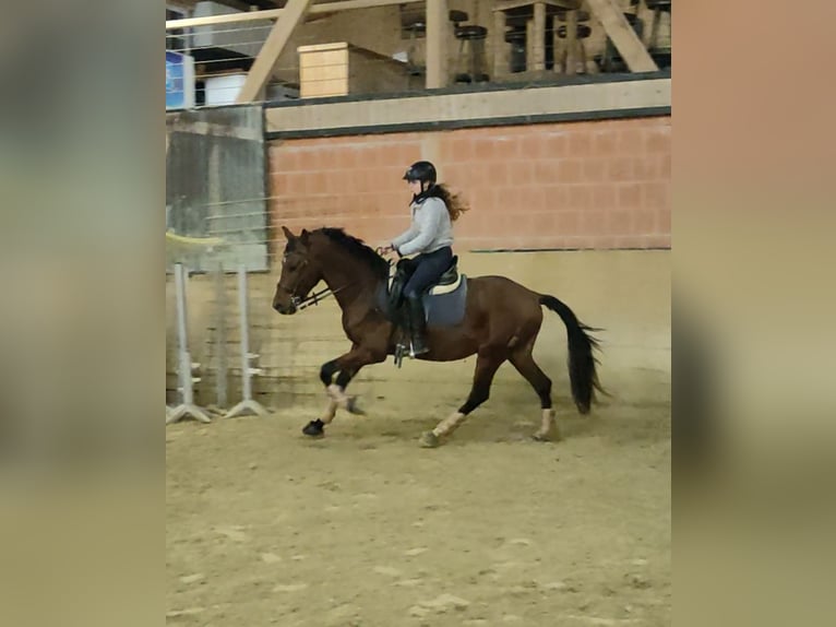 Lusitanos Caballo castrado 5 años 155 cm Castaño in Waldeck