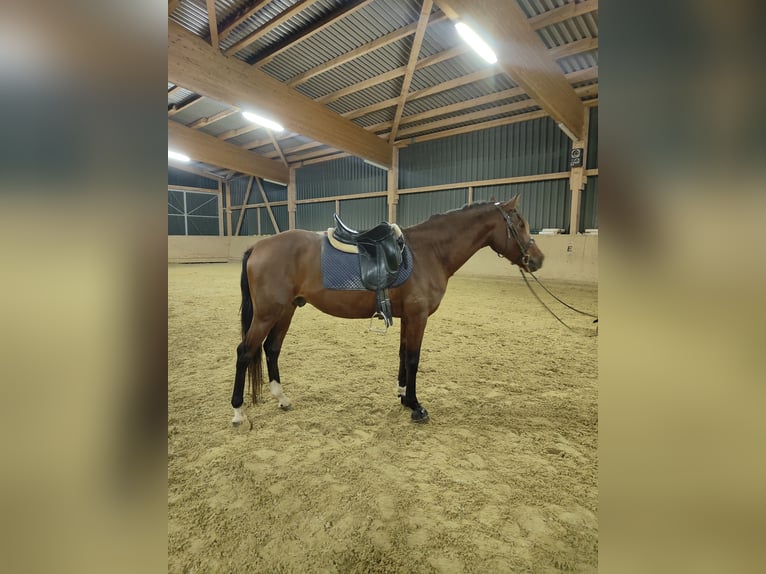 Lusitanos Caballo castrado 5 años 155 cm Castaño in Waldeck