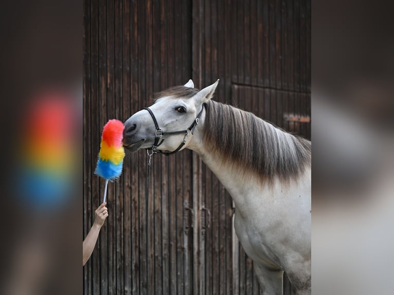 Lusitanos Caballo castrado 5 años 157 cm Grullo in Ehekirchen