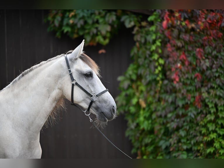 Lusitanos Caballo castrado 5 años 157 cm Grullo in Ehekirchen