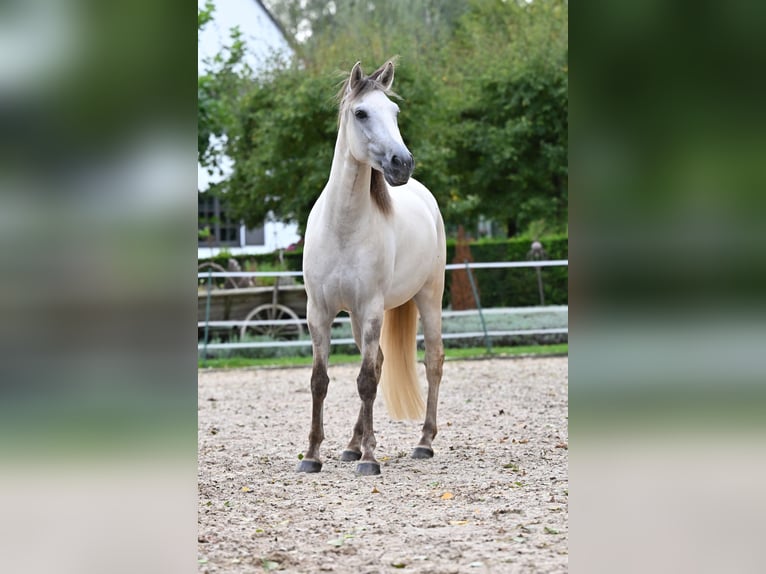 Lusitanos Caballo castrado 5 años 157 cm Grullo in Ehekirchen