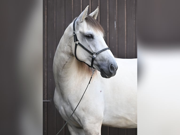 Lusitanos Caballo castrado 5 años 157 cm Grullo in Ehekirchen