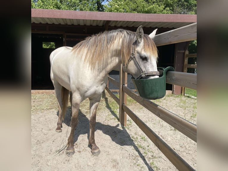 Lusitanos Caballo castrado 5 años 157 cm Grullo in Ehekirchen