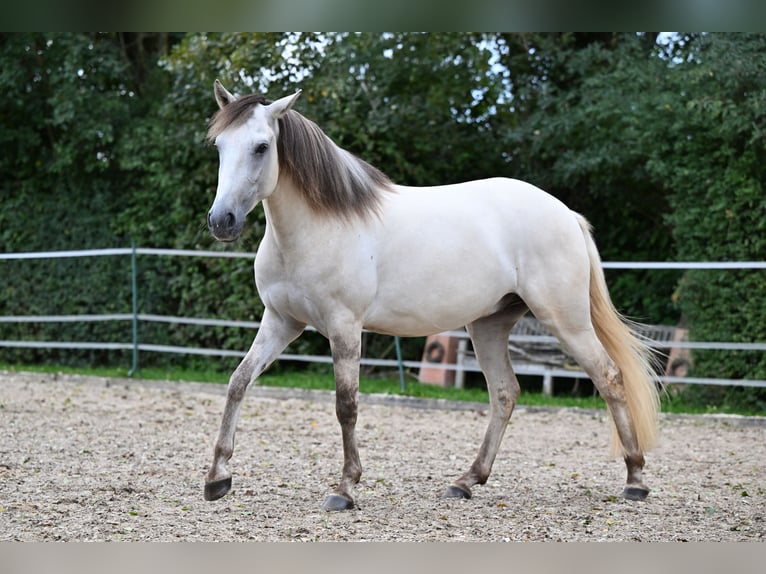 Lusitanos Caballo castrado 5 años 157 cm Grullo in Ehekirchen