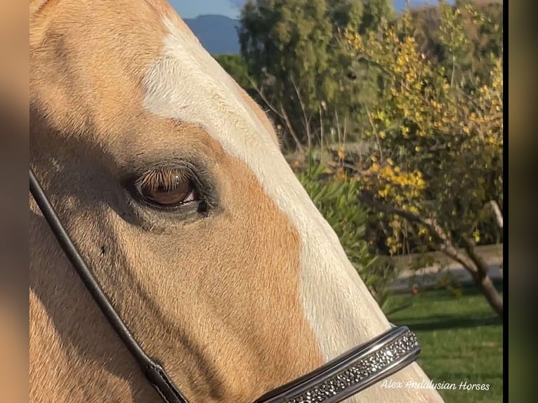 Lusitanos Mestizo Caballo castrado 5 años 157 cm Palomino in Sevilla