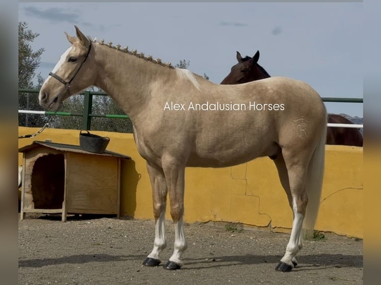 Lusitanos Mestizo Caballo castrado 5 años 157 cm Palomino in Sevilla