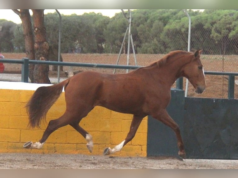 Lusitanos Caballo castrado 5 años 158 cm Alazán in Hamburg