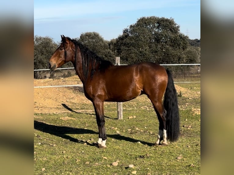 Lusitanos Caballo castrado 5 años 159 cm Castaño oscuro in Valdecaballerosa