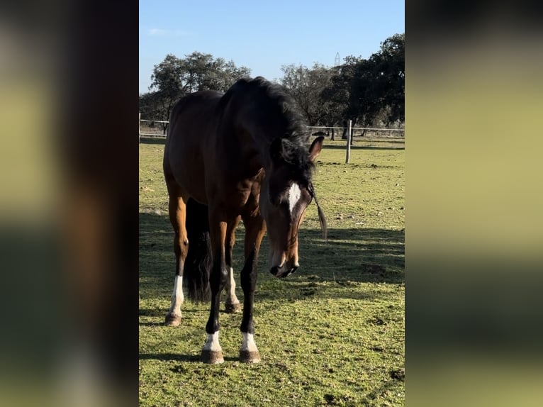 Lusitanos Caballo castrado 5 años 159 cm Castaño oscuro in Valdecaballerosa