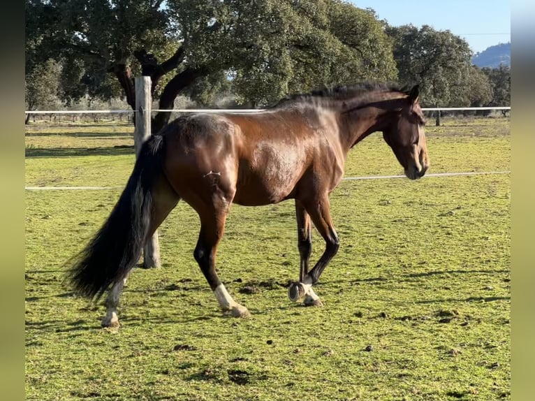 Lusitanos Caballo castrado 5 años 159 cm Castaño oscuro in Valdecaballerosa