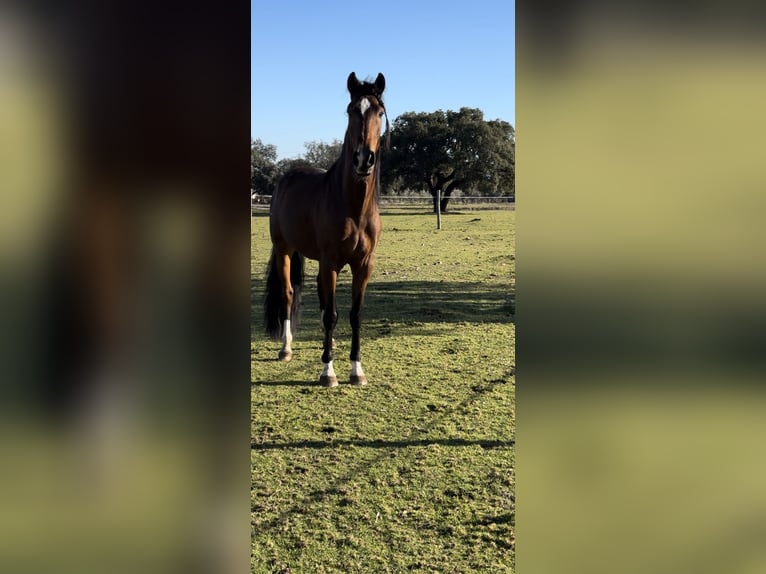 Lusitanos Caballo castrado 5 años 159 cm Castaño oscuro in Valdecaballerosa