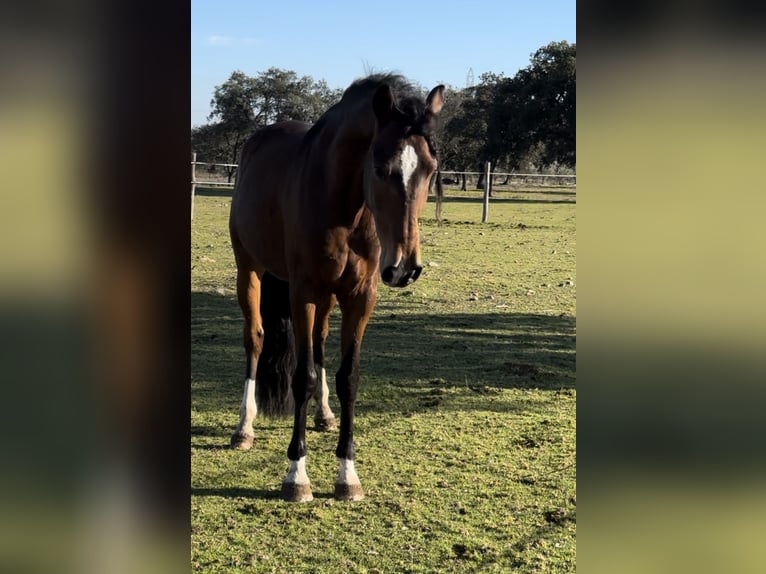 Lusitanos Caballo castrado 5 años 159 cm Castaño oscuro in Valdecaballerosa