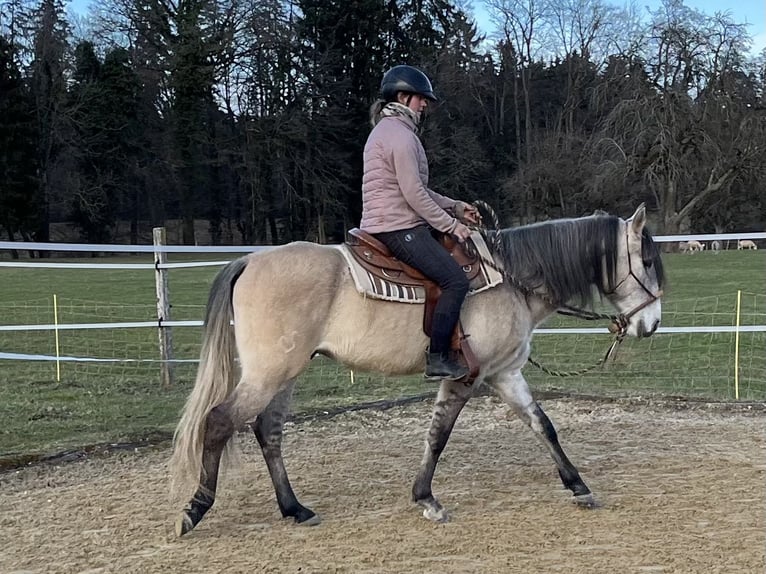 Lusitanos Caballo castrado 5 años 160 cm Bayo in Amlikon-Bissegg