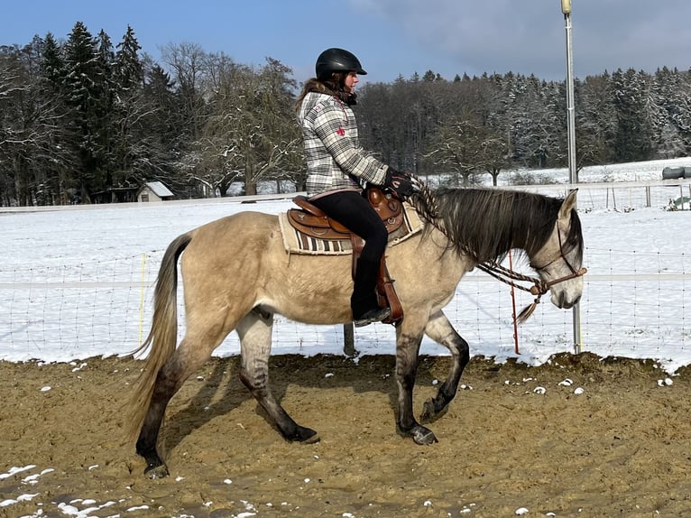 Lusitanos Caballo castrado 5 años 160 cm Bayo in Amlikon-Bissegg