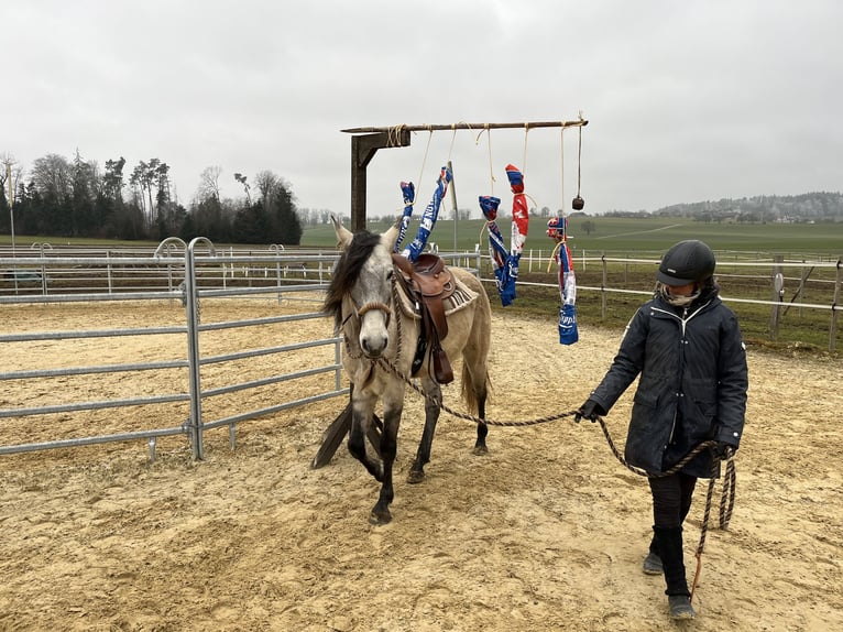 Lusitanos Caballo castrado 5 años 160 cm Bayo in Amlikon-Bissegg