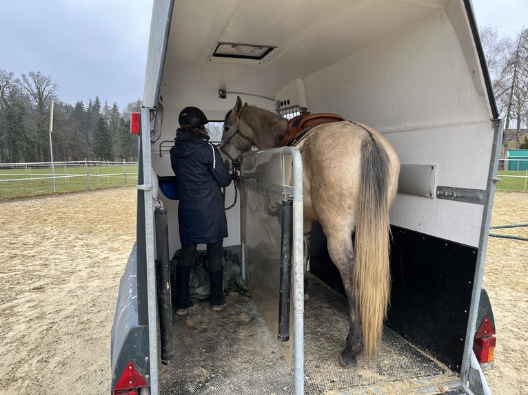 Lusitanos Caballo castrado 5 años 160 cm Bayo in Amlikon-Bissegg