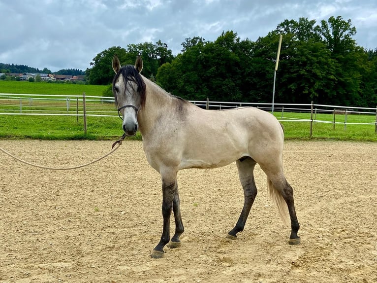 Lusitanos Caballo castrado 5 años 160 cm Bayo in Amlikon-Bissegg