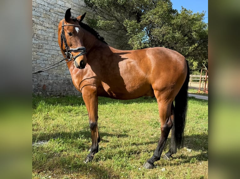 Lusitanos Caballo castrado 5 años 160 cm in Our&#xE9;m