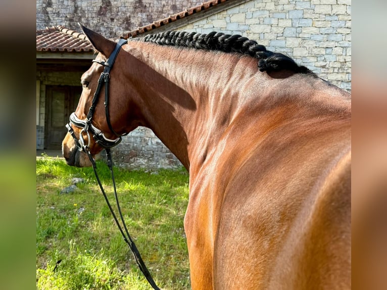 Lusitanos Caballo castrado 5 años 160 cm in Our&#xE9;m