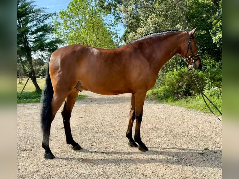 Lusitanos Caballo castrado 5 años 160 cm in Our&#xE9;m