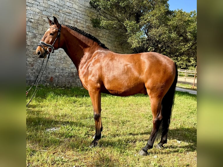 Lusitanos Caballo castrado 5 años 160 cm in Our&#xE9;m