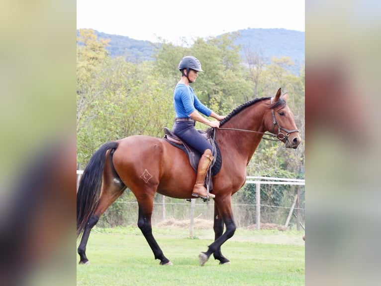 Lusitanos Caballo castrado 5 años 160 cm Castaño in Grospierres