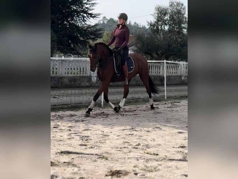 Lusitanos Caballo castrado 5 años 160 cm Castaño in Irschenberg