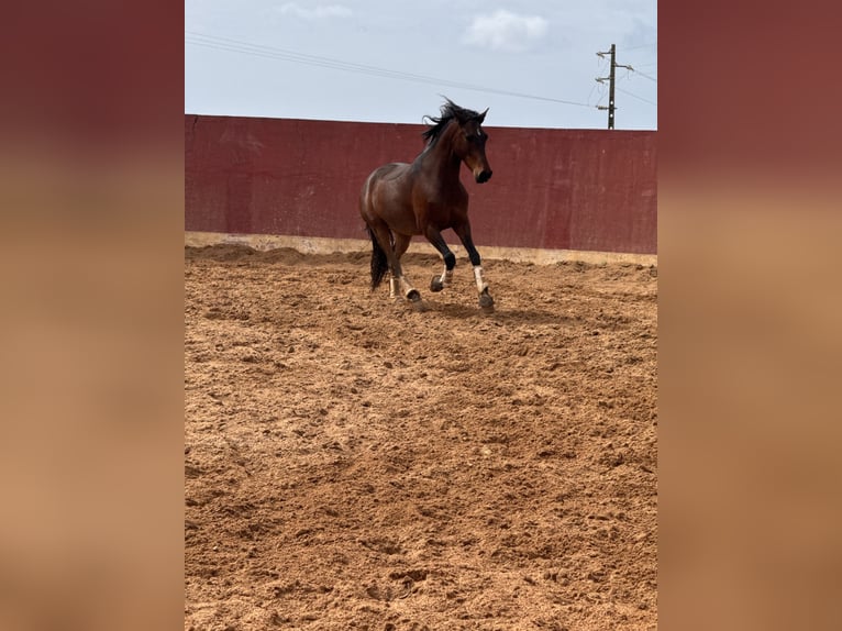 Lusitanos Caballo castrado 5 años 160 cm Castaño in Lissabon