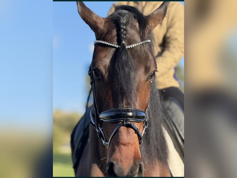 Lusitanos Caballo castrado 5 años 160 cm Castaño in Lissabon