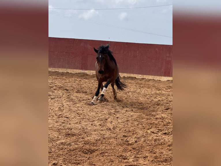 Lusitanos Caballo castrado 5 años 160 cm Castaño in Lissabon