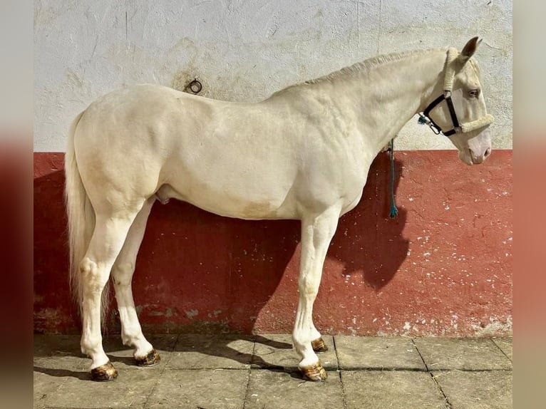 Lusitanos Caballo castrado 5 años 160 cm Cremello in La Rioja