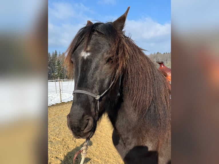 Lusitanos Caballo castrado 5 años 160 cm Morcillo in Amlikon-Bissegg