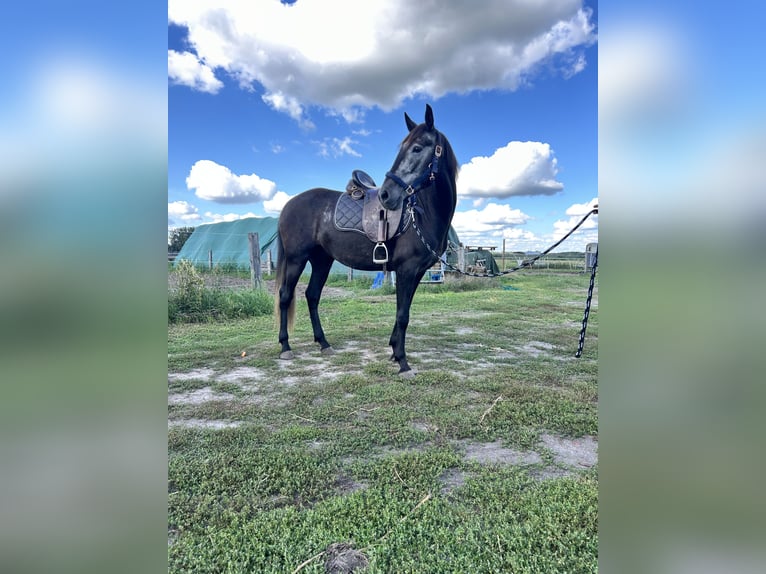 Lusitanos Caballo castrado 5 años 160 cm Musgo in Nuthe-Urstromtal