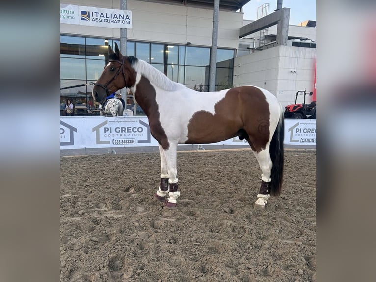Lusitanos Mestizo Caballo castrado 5 años 160 cm Tobiano-todas las-capas in Cologno Al Serio