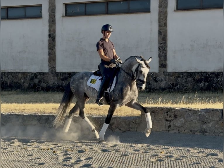 Lusitanos Caballo castrado 5 años 161 cm Tordo in Guadarrama