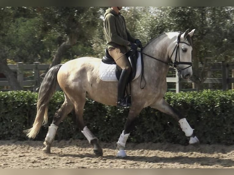 Lusitanos Caballo castrado 5 años 161 cm Tordo in Barcelona