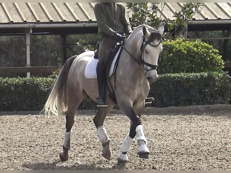 Lusitanos Caballo castrado 5 años 161 cm Tordo in Barcelona